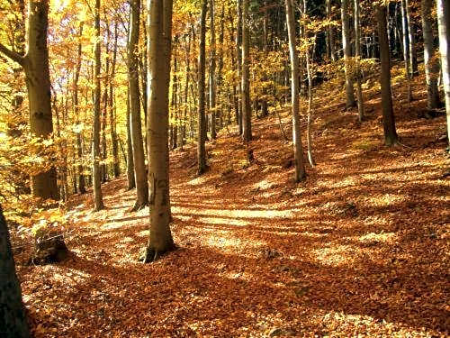 Kurpark Flair Hotel Im Ilsetal