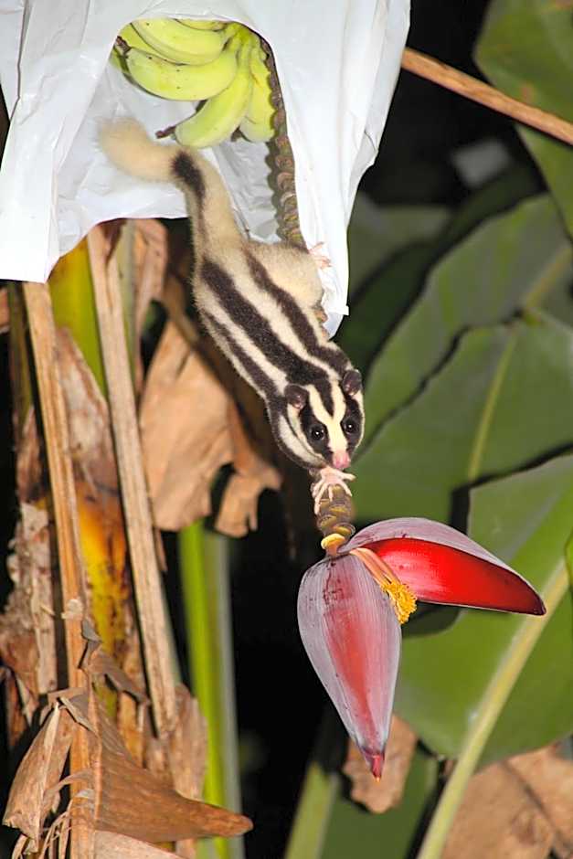 Kuranda Ngorongoro Lodge