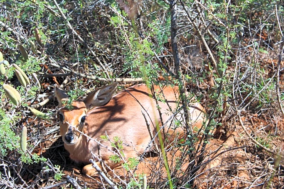 Kameel Rust and Vrede B & B, Camping and Venue