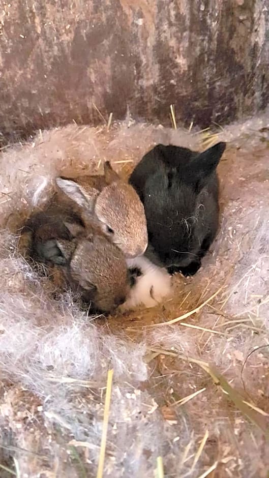 Badererhof Christine Wechselberger