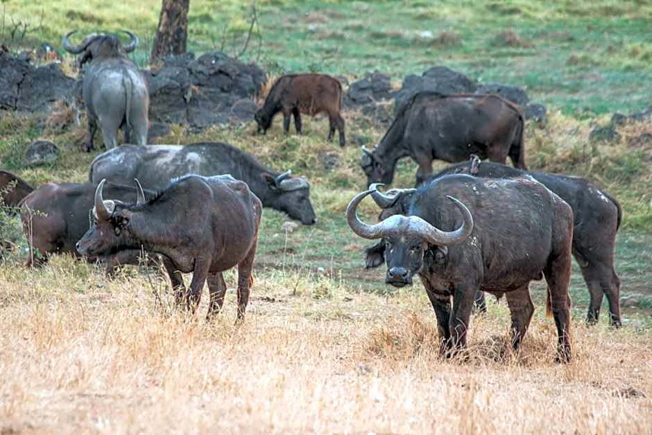 Sarova Lion Hill Game Lodge