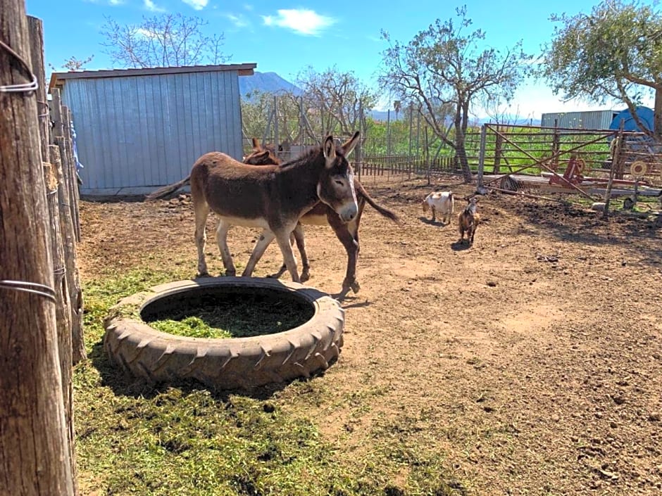 B & B Vigna Di Filippo - Paestum