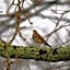 Aux Arbres Chanteurs