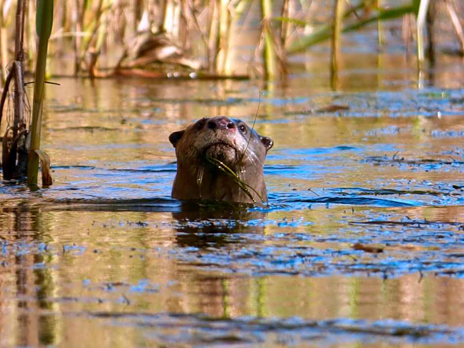 Chrislin African Lodge