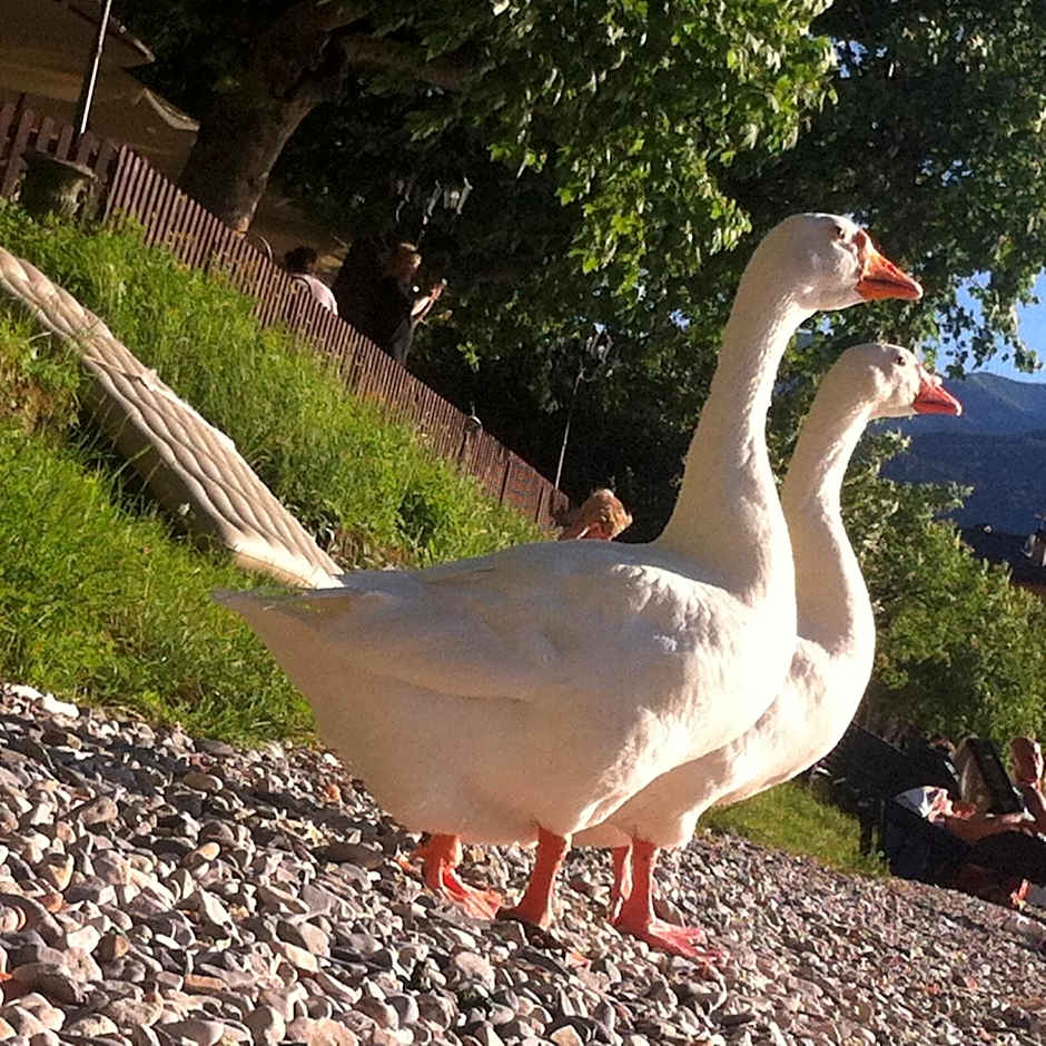 B&B Le Ortensie -Lago di Como