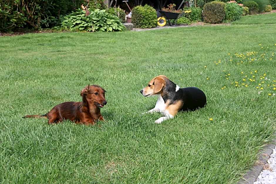 B&B Het KoeKoeKsnest Schelle