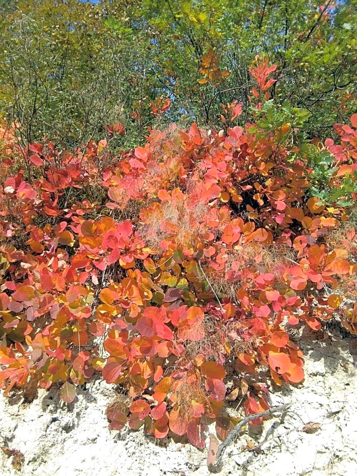 Calmancino delle Selve