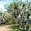 Isinkwe Bush Camp