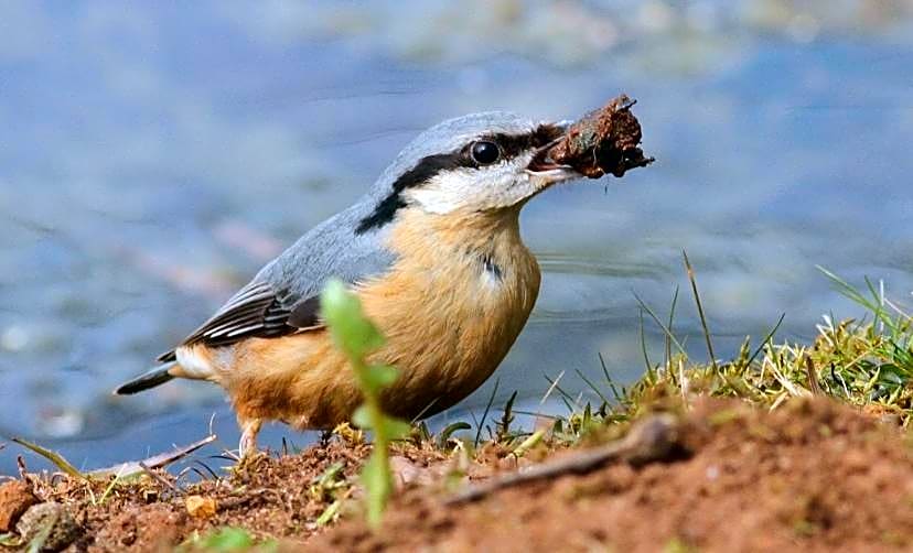 The Old Mill Shepherds Hut