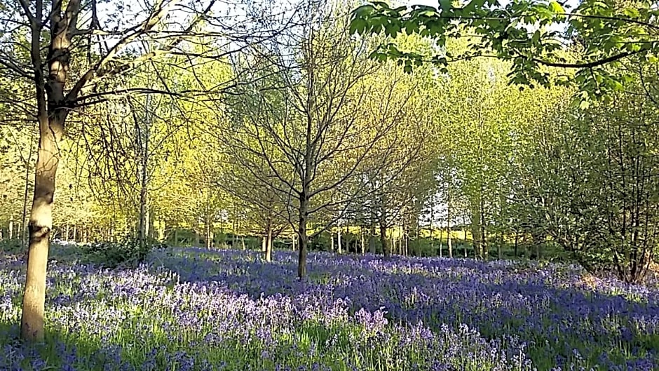 Hollicarrs - Woodland Lodge