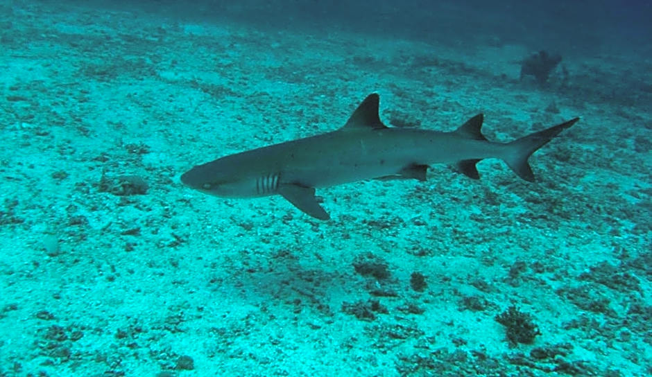 Gili Pirates Dive & BnB