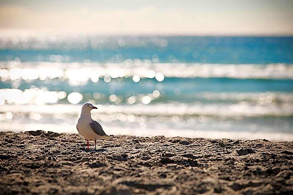 Sandcastles On Currumbin Beach