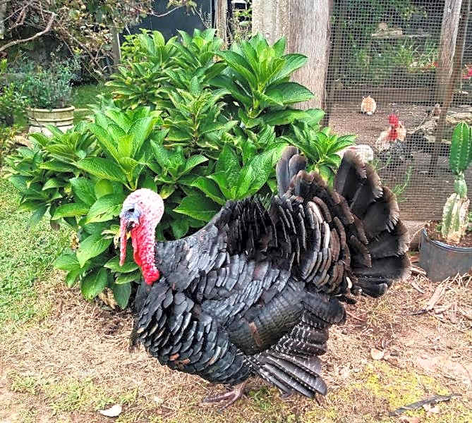 Pousada Ilhas Do Sol