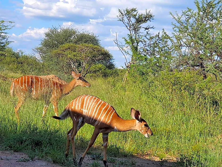42@ Ditholo Game Lodge