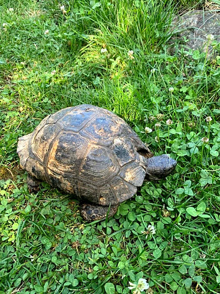 Les Maitres Sonneurs