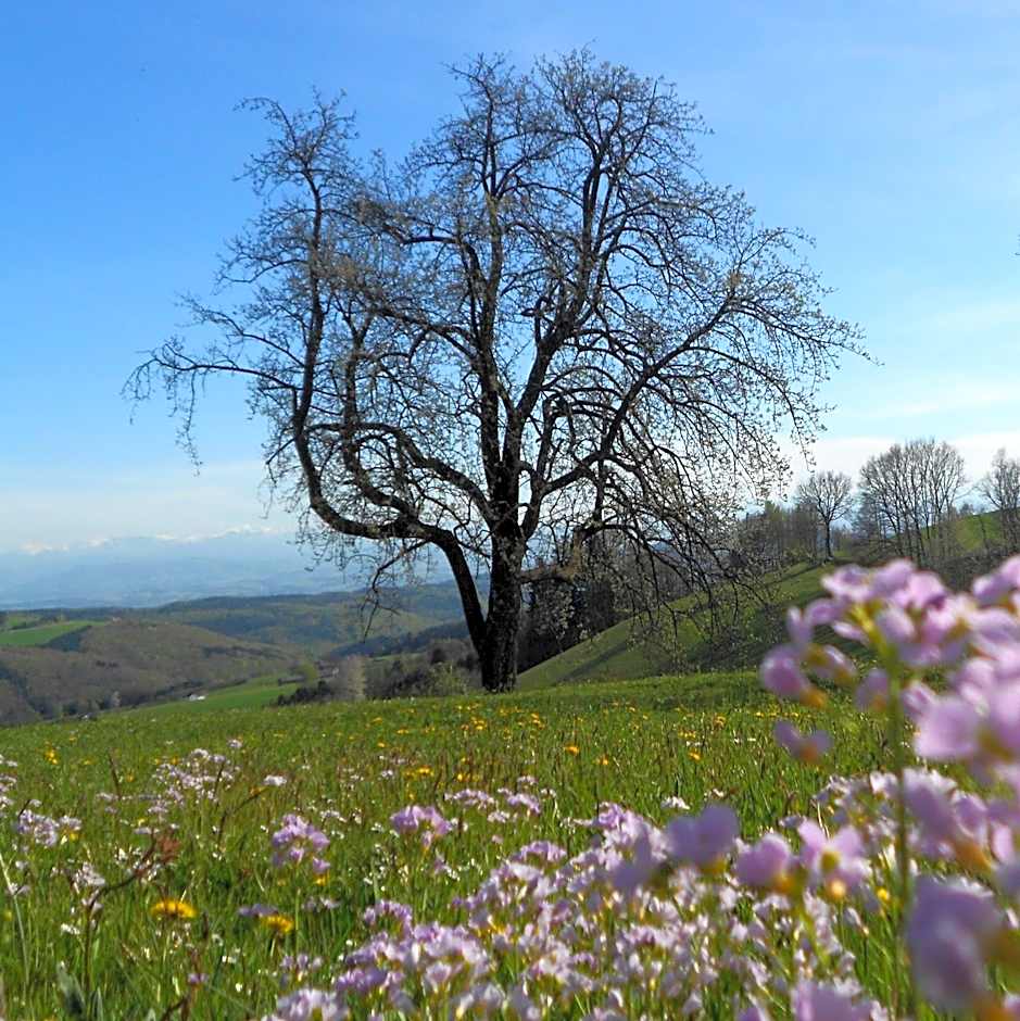 Hotel des Glücks - Landhotel Fischl