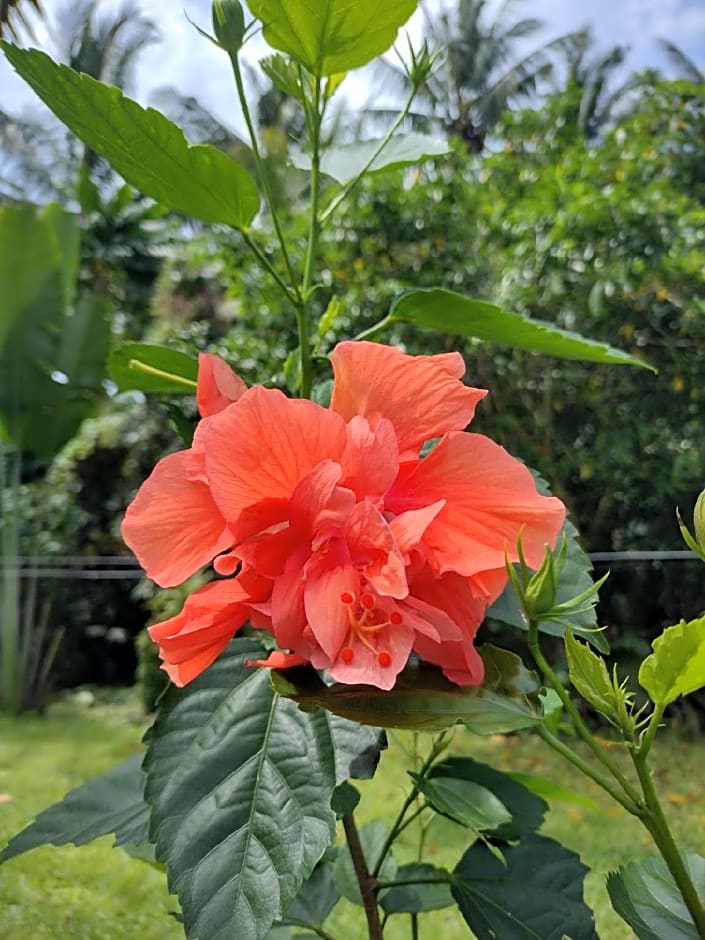 Happy Coconut Camiguin