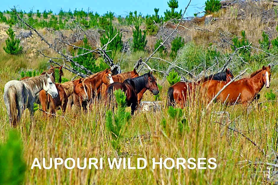 Pukenui Holiday Park