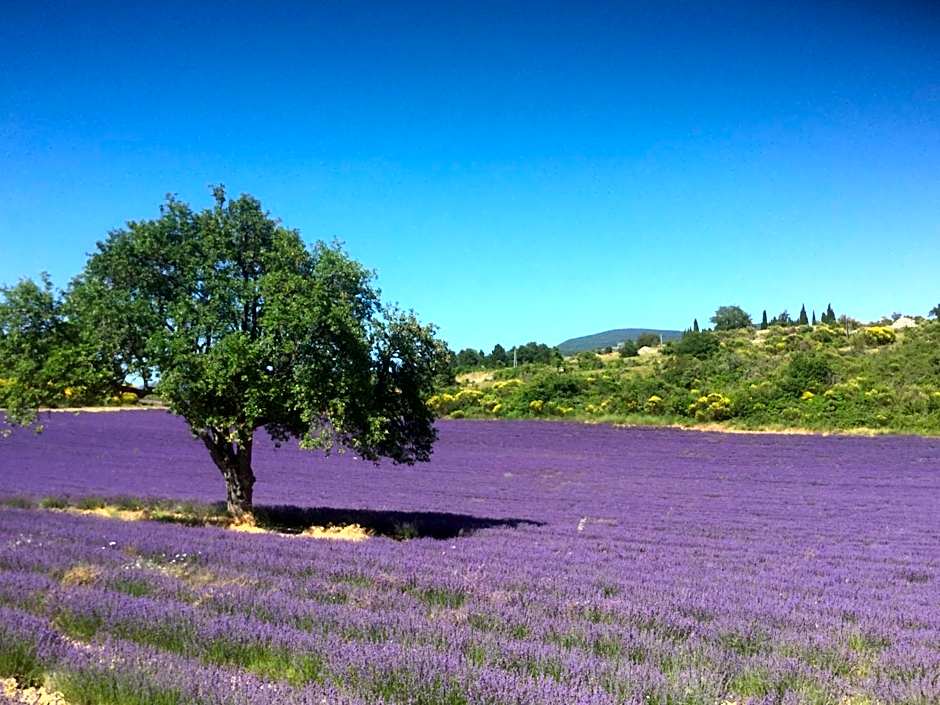 Le Jardin de Lau
