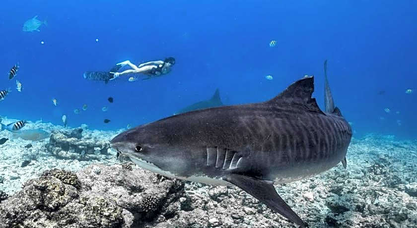 Ataraxis Grand and Spa Fuvahmulah