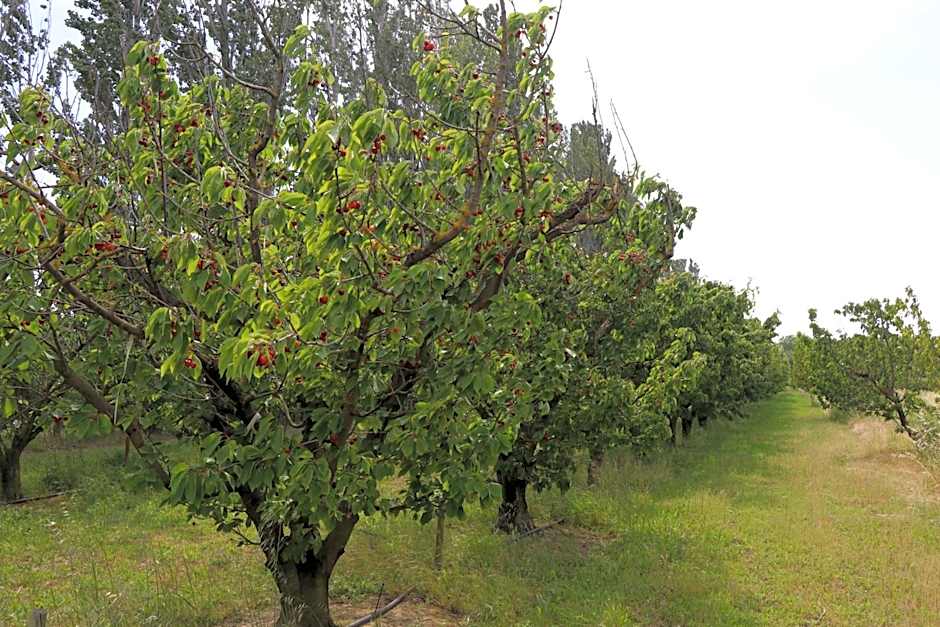Le Mas des Cerisiers JACUZZI et SAUNA inclus pour tous les logements