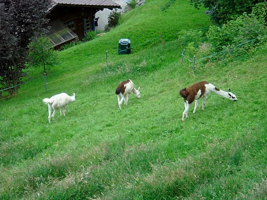 Apartments Seeblick mit Anbindung an ein 4-Sterne-Hotel