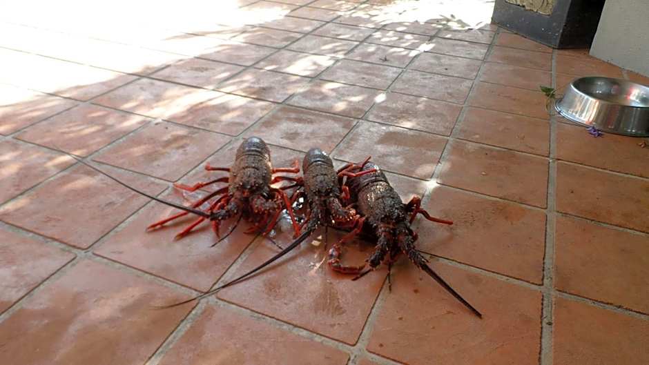 Waiwurrie Coastal Farm Lodge