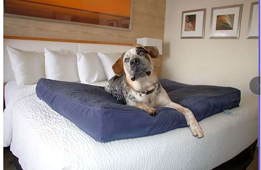 Iris Hotel Cape Cod