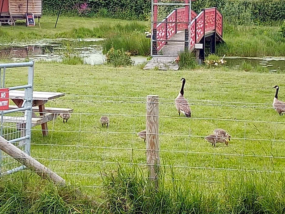 Ox Box Cabin Lyonshall Kington