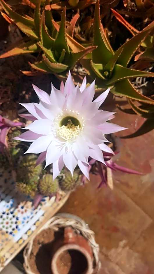 Chambres d'Hôtes les amis