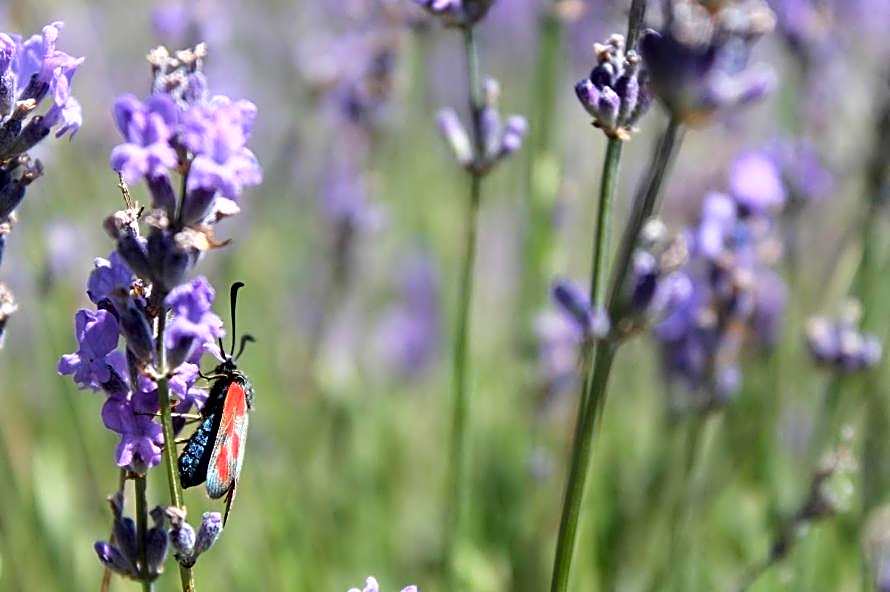 Hotel Les Restanques De Moustiers