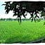 Sawah Lovina