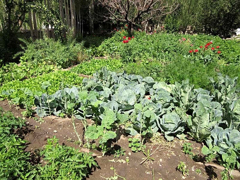 Sangto Green Guest House