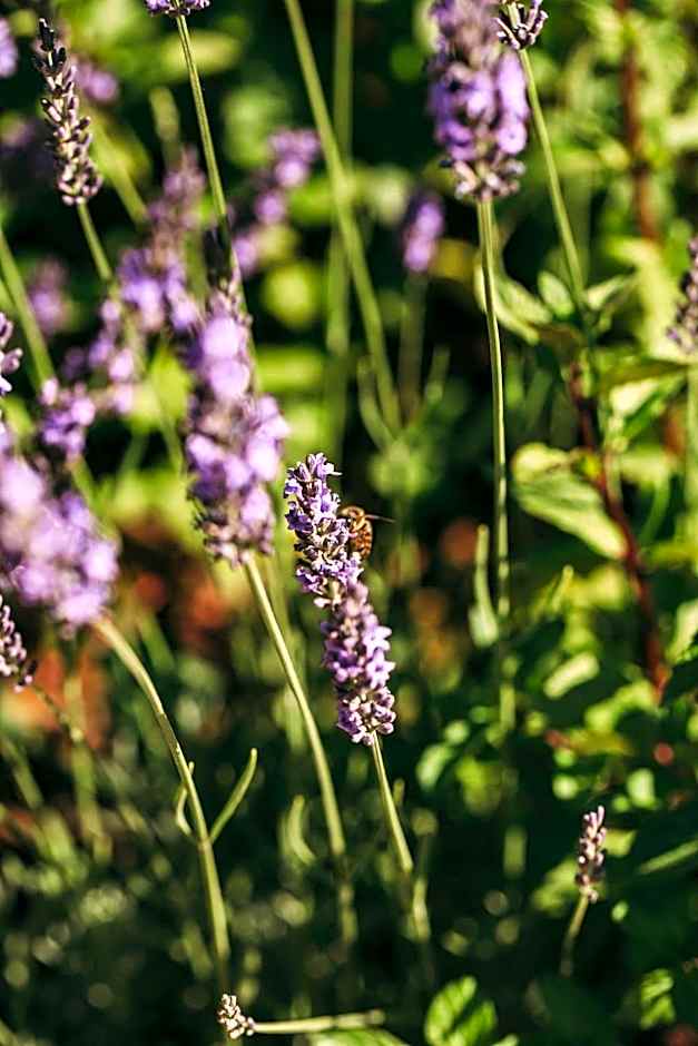 Ventozelo Hotel & Quinta