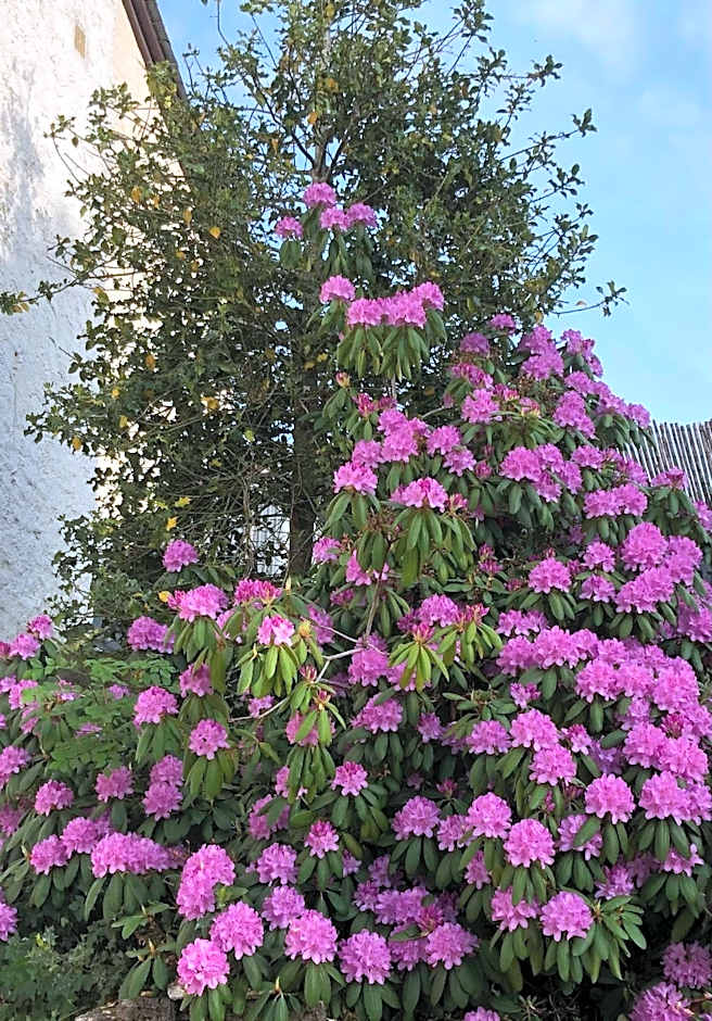 LOGIS HOTEL Les Tilleuls