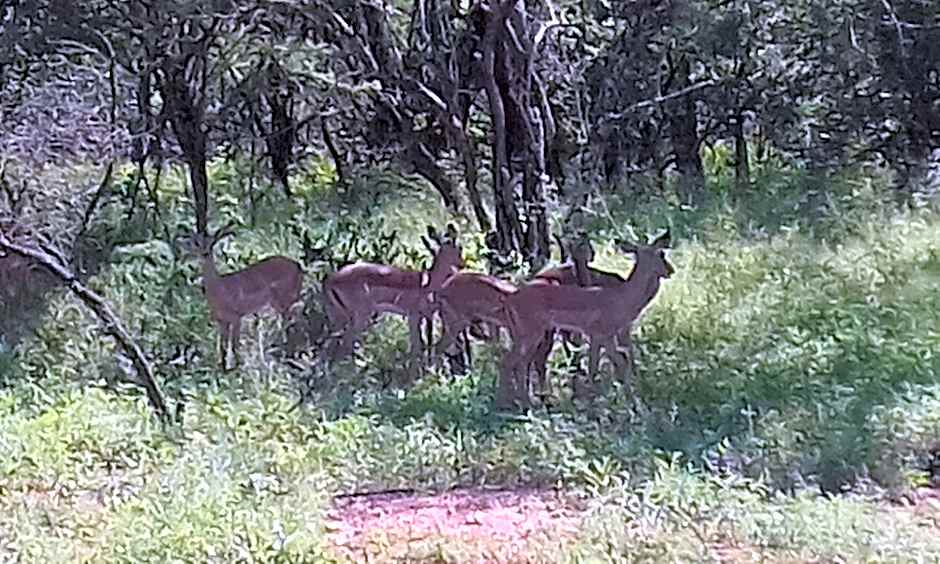 Nanisto Bush Lodge