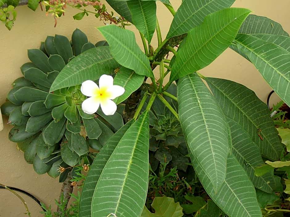 La Terrazza dei Pelargoni B&B