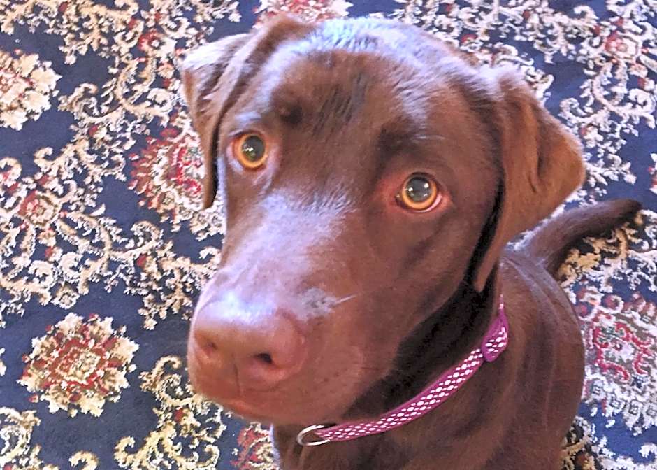 New Inn - Dorchester