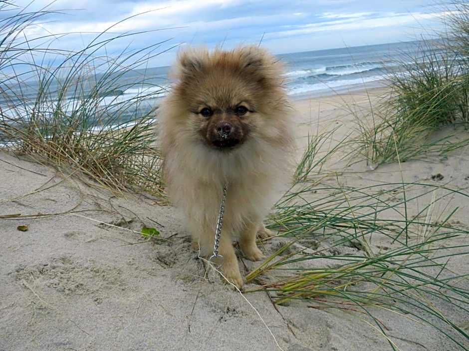 Vagueira Guest House & Beach Hostel