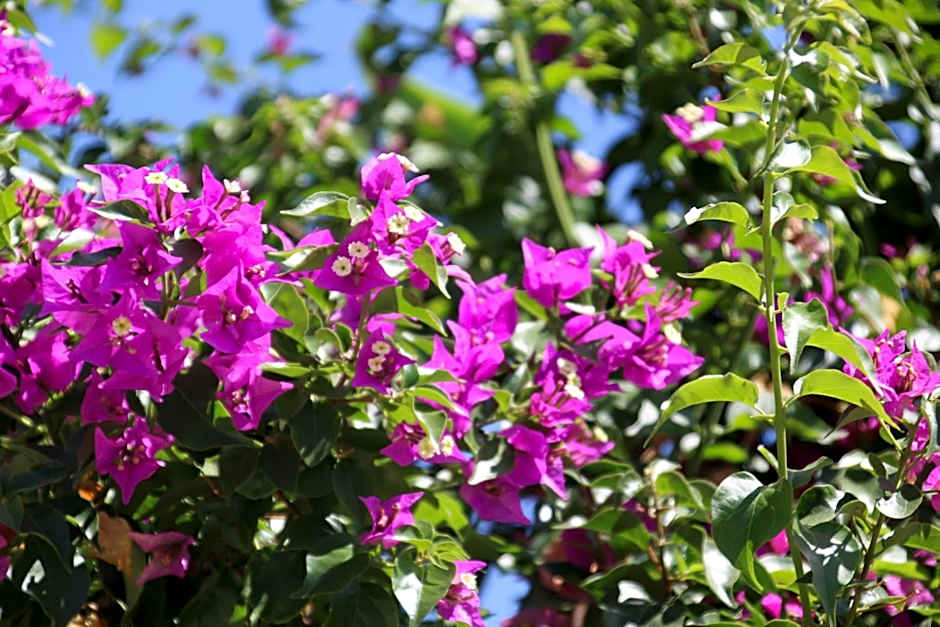 Bomo Rethymno Mare Royal & Water Park