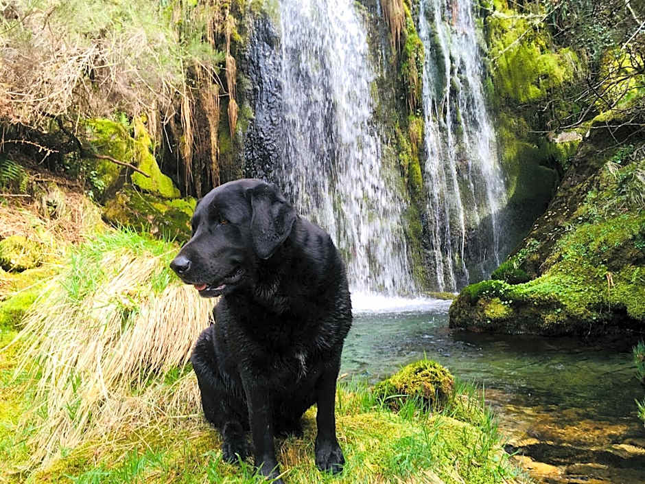 Mountain Log Cabin O Lobo
