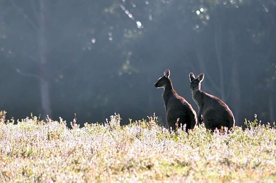 Karri Valley Chalets