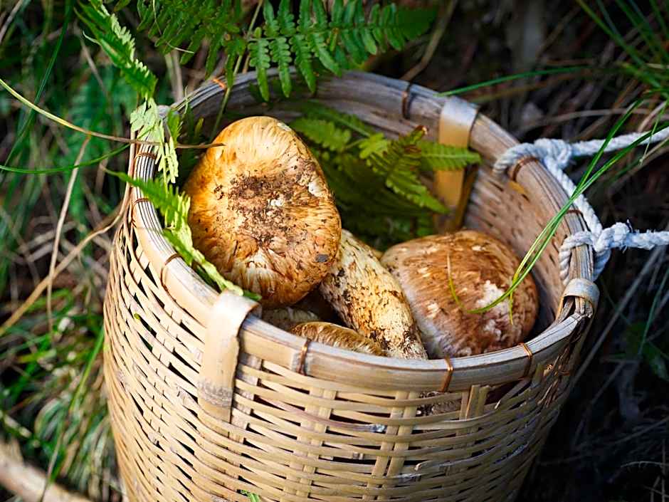 料理旅館 山里料理 いそべ -Ryokan Isobe-