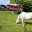 Une roulotte et des chevaux