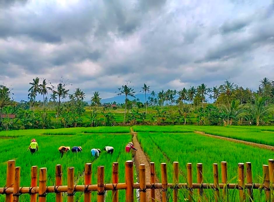 Sawah Ijen