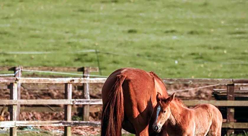 Lucknam Park, Emblems Collection