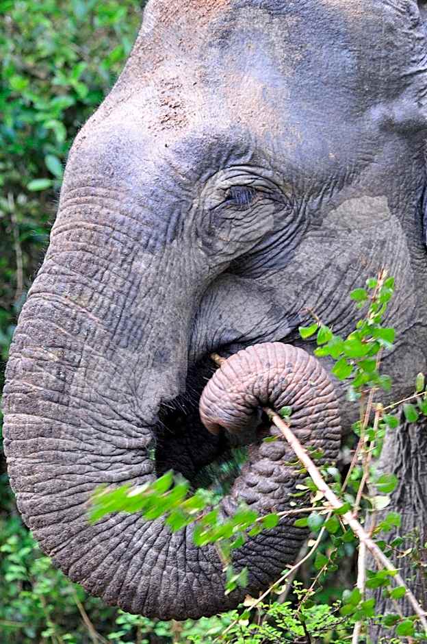 Big Game Yala - by Eco Team