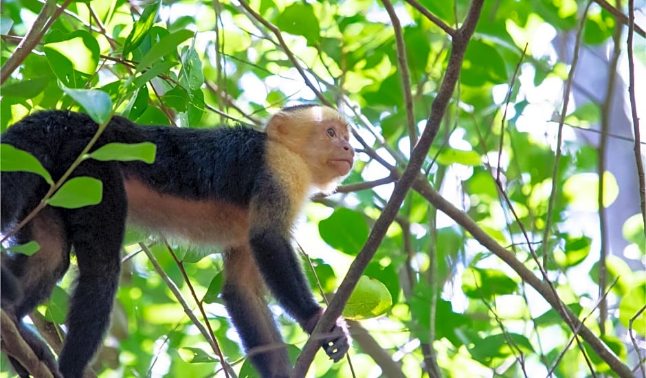 Isla Chiquita Gampling