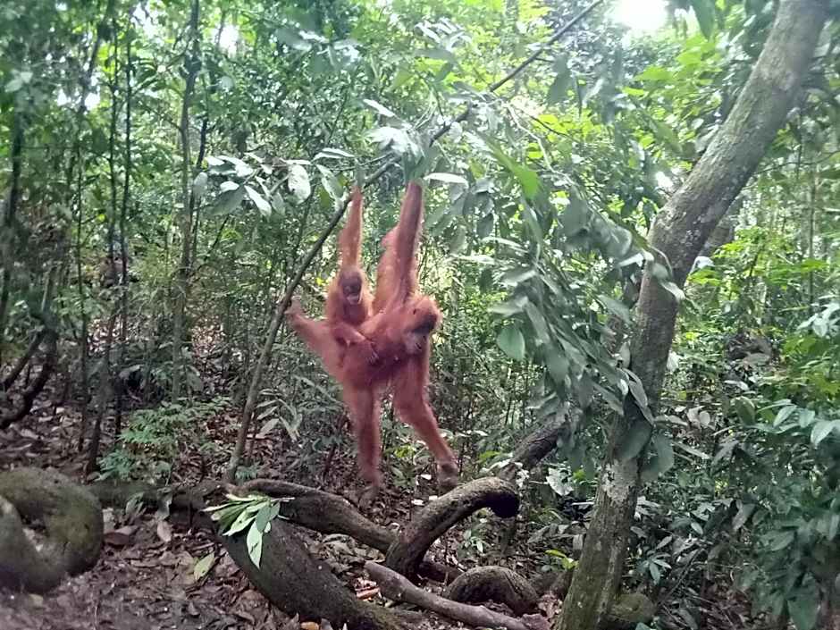 Jungle treking & Jungle Tour if you want to stay here,you must book treking only with us