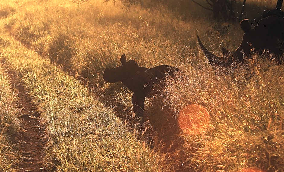 Leopard Mountain Safari Lodge